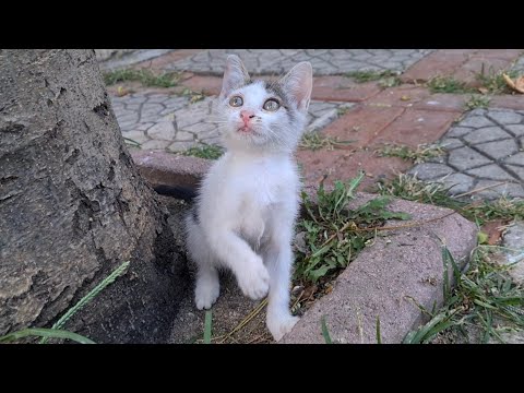 Incredibly Cute and very playful little kitten.