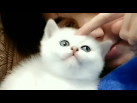 Cute kitten played with the owner