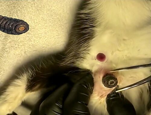 botfly maggot larvae removed from kitten meowing| cat meowing