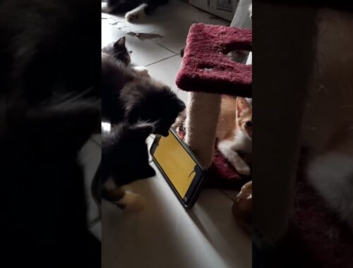 Kittens are curious about the rat hovering on the phone
