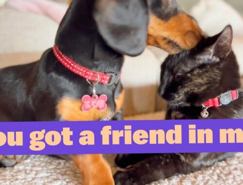 Cute Tiny Mini Dachshund Puppy and Kitten are Best Friends