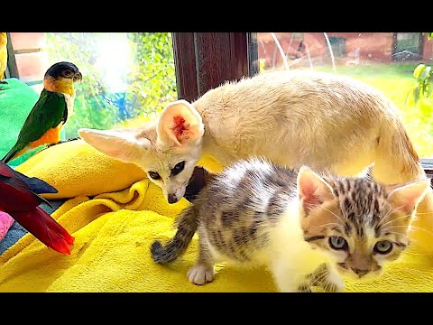 fox, parrots and kittens - big family