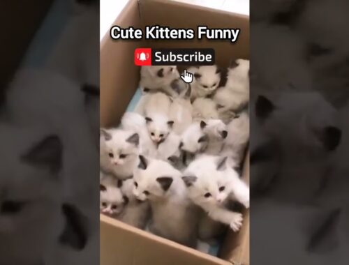 Cute Kittens Funny Videos 04 #catsshorts #catsshortsvideo #catssound