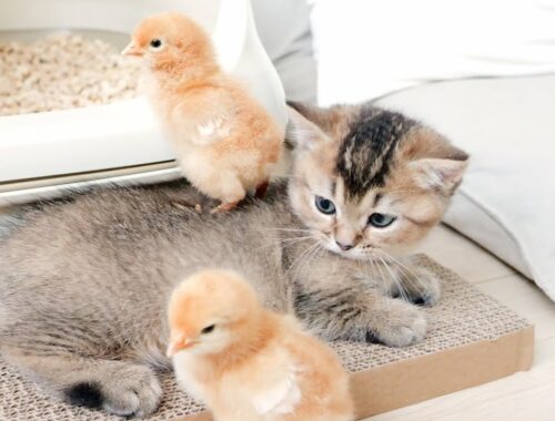 The kitten and the chick became such good friends before I knew it
