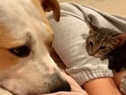 Woman brings an unwanted kitten home. And this is how her dog reacted.