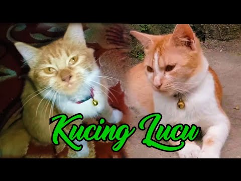 MOLY & ANAKNYA | SI MEONG KUCING LUCU | FUNNY CATS | KITTENS MEOWING | CATS
