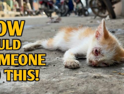 Poor kitten lying lifeless waiting for help but people didn't bother to look at him.