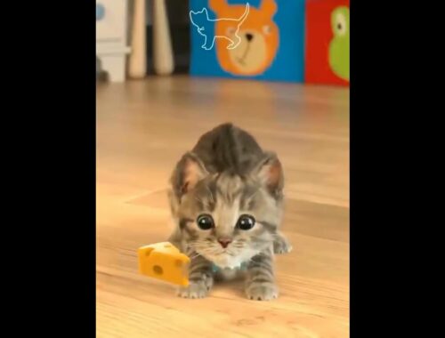 Little Kitten - Playing with Mouse #shorts