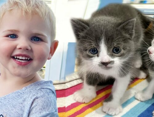My Baby Nephew Meets Rescue Kittens For the First Time!