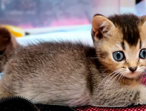 Adopted Kitten Kiki Attacks Tiny Kittens!
