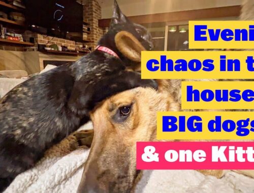 Evening Chaos in a House full of BIG dogs and a Kitten