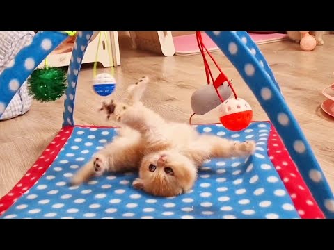 Pinky is having fun with her cat-family