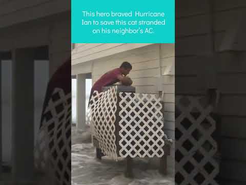 Brave Man Rescues Kitten Stranded During Hurricane Ian! #Shorts #Cats #HurricaneIan