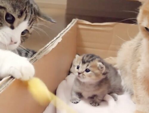Compared the childhood of kittens and parent cats