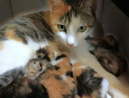 Mother Cat Disappeared With Kittens