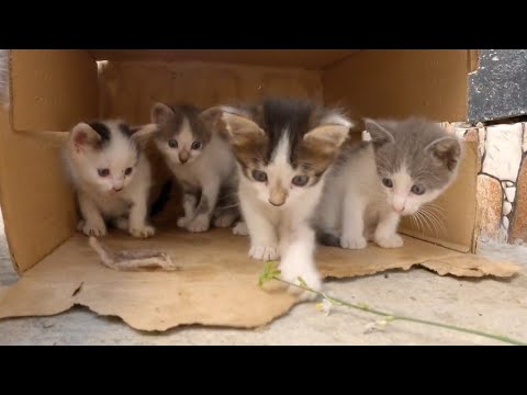 A very cute mother cat with very sweet kittens playing with me.