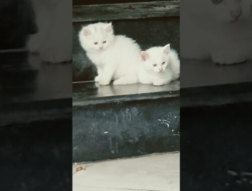 two little cute kittens #kittens #cutecat #animallover #catlover #cat
