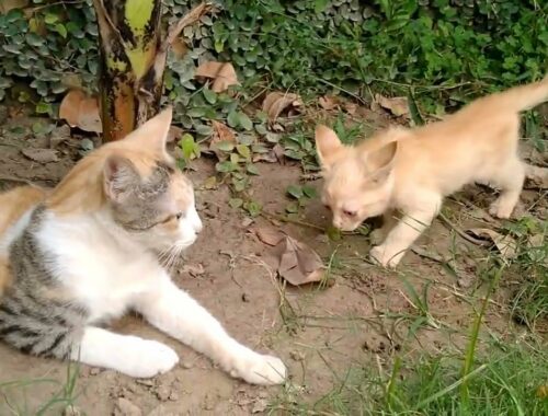 Street Cat Is Discouraged By Kittens Gang To Stay In Lawn