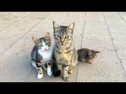 Kittens living on the street with their mother want food and love