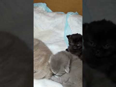 Super cute newborn kittens, sooo adorable!  #shorts  #cats