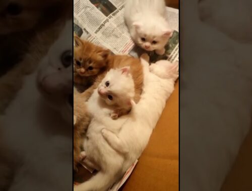 My new kittens #short #catlover #cat #shortvideo #viral #viralshorts