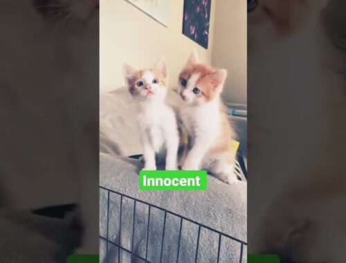 innocent  kittens #shorts