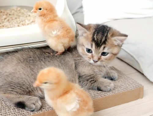 Summarized the encounter between a kitten and a chick