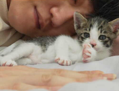 A Baby Kitten's 5 Cute Behaviors When They Feel Comfortable with You
