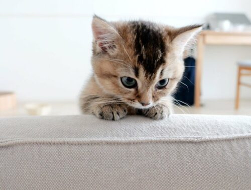 Kitten Kiki was sulking because owner came home late...