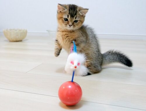 When I gave kitten Kiki a toy that could punch endlessly lol