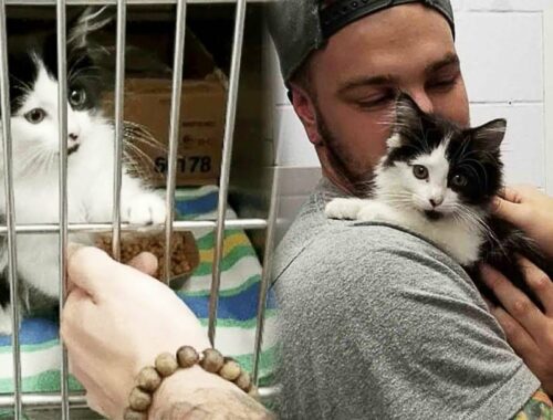 Shelter Kitten Stops a Couple And Urges Them To Adopt Her