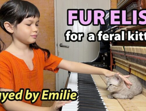 Fur Elise for a Feral Kitten