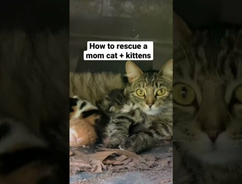 How to rescue a mom cat and her kittens