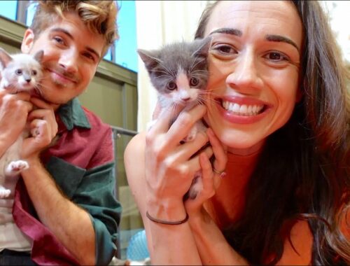 I WANT TO TAKE ONE OF JOEY'S KITTENS!
