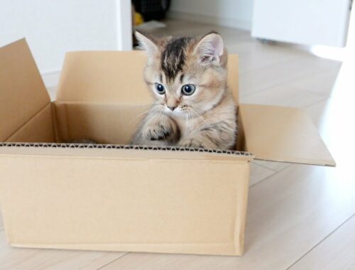 Kitten Kiki seems to calm down when inside the cardboard