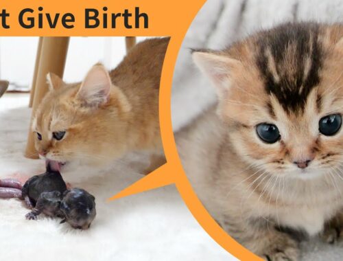 Kitten Kiki Grow Complete Different in 60 Days