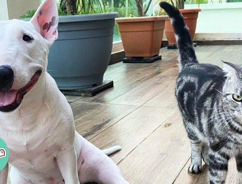 Woman Finds Abandoned Kittens. Bull Terrier Falls In Love With Them | Cats Love Dogs