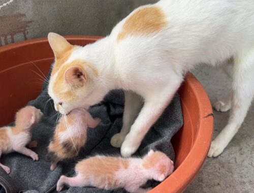 The mother cat carries the kittens and hides them inside a paper box.