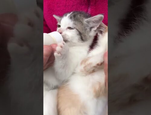 Baby kittens feeding. Cute short