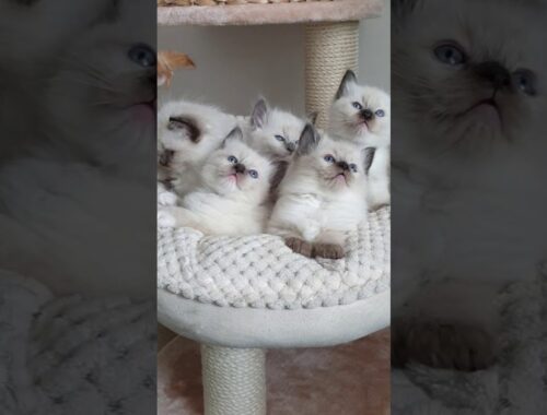 How ragdoll kittens look at 5 weeks old