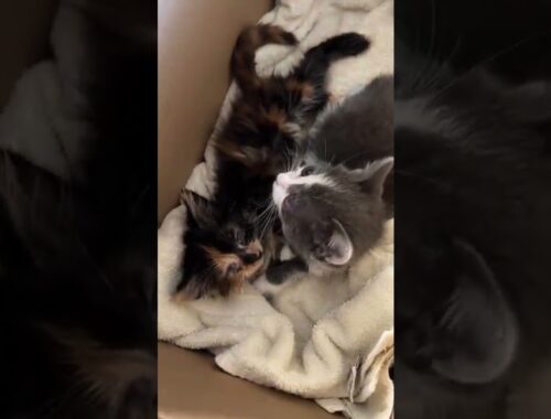 Unboxing of Sick Foster Kittens