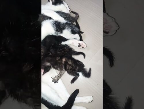 Rate my kittens 1 to 69