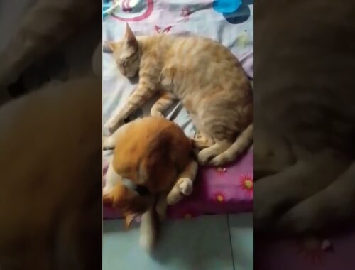 Cute Kittens At Home