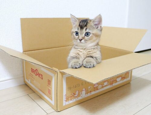 Kitten Kiki monitors her favorite place so that her parents won't take it