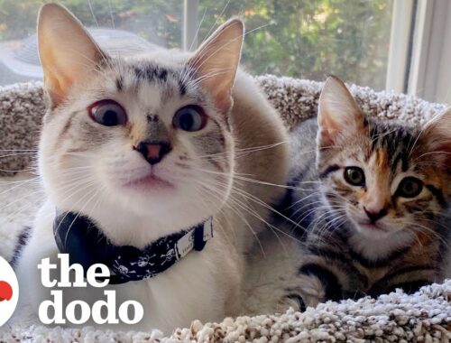 Cat Goes From Total Shock At New Kitten To Carrying Her In His Mouth | The Dodo Cat Crazy