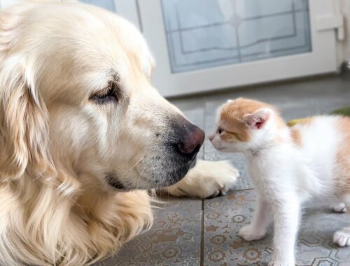 Mom Cat Shows Baby Kittens how to be friends with a Golden Retriever