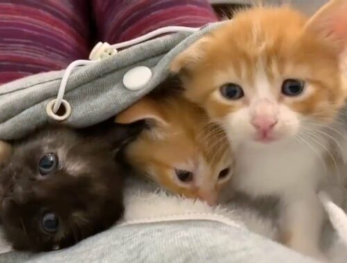 Rescue Beautiful Momma Cat And Her Super Cute Kittens Will Warm Your Heart