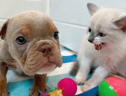 Kittens Meet Blind French Bulldog Puppies *GONE WRONG*