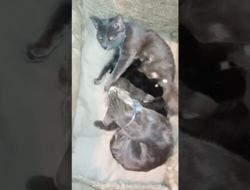 cat family grooming kittens