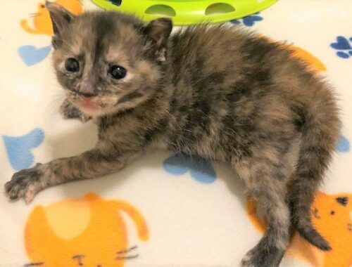 A kitten was found alone after her mom cat was hit by a car